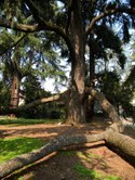 Alberi nella terra di mezzo