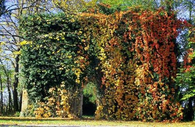 Scented gardening