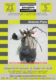 Antonio Pace - Coltivazioni sistematiche
