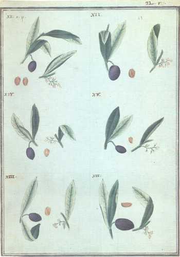 L’olivo e l’olio negli studi dei Georgofili