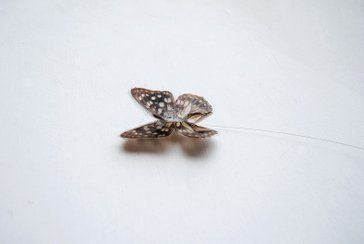 Donato Piccolo – Butterfly Effect