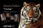 Saverio Polloni - Felidae