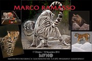 Marco Ramasso