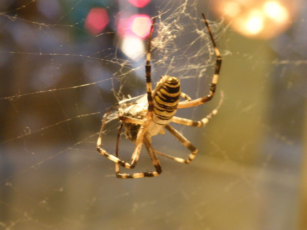 Ornella Stingo - Argiope