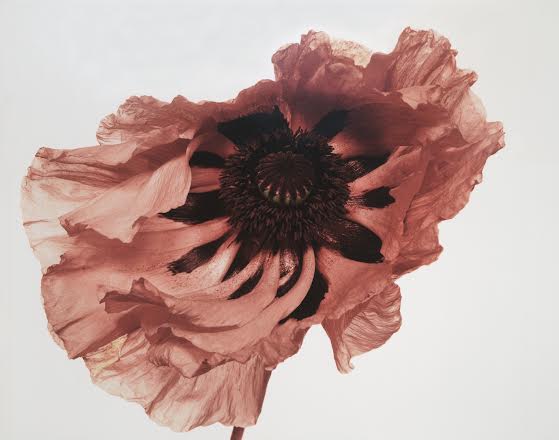 Irving Penn - Resonance