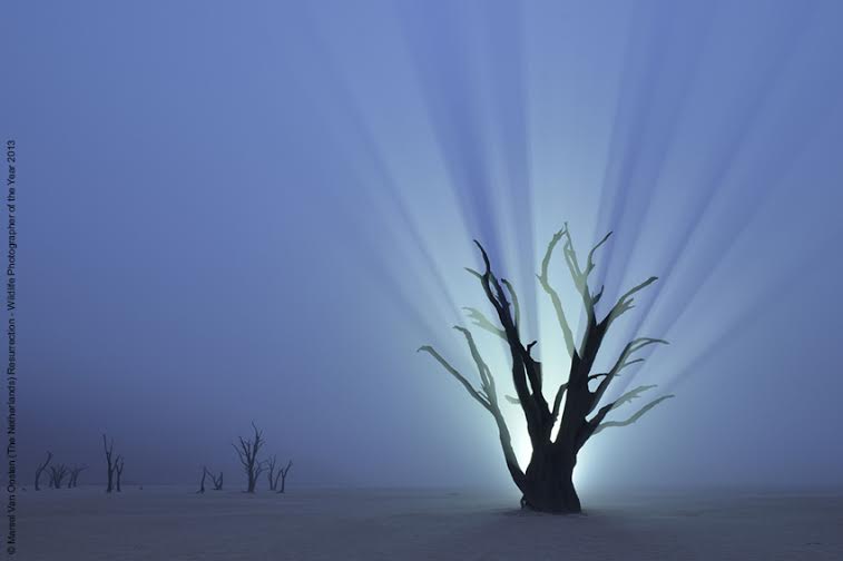 Wildlife Photographer of the Year 2014 | Artribune