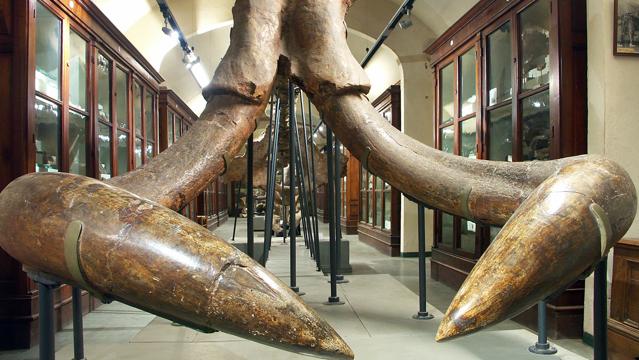 Grande riapertura del Museo Paleontologico di Montevarchi