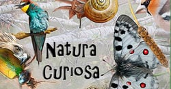 Natura curiosa