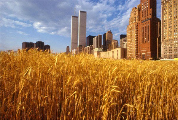 Agnes Denes – Wheatfield