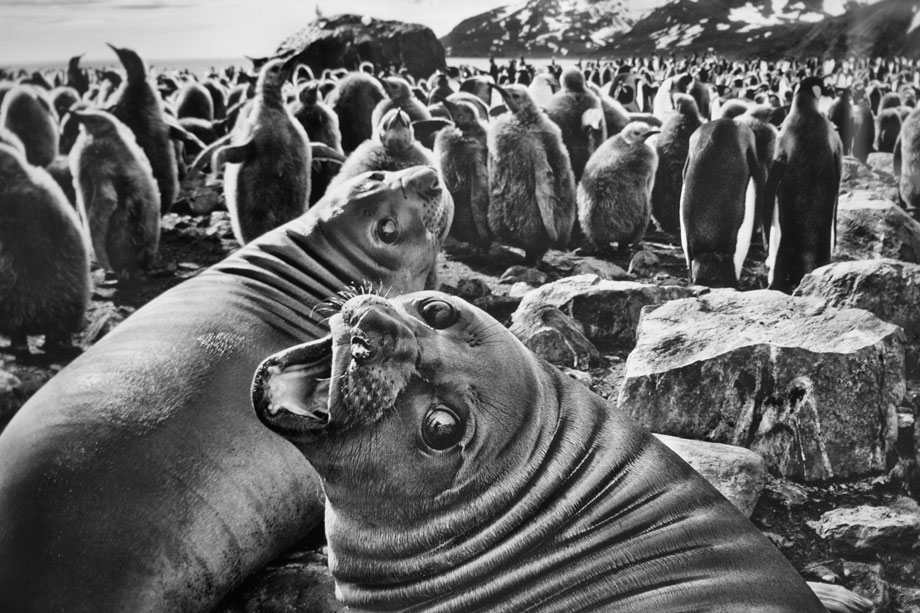 Sebastião Salgado - Genesi