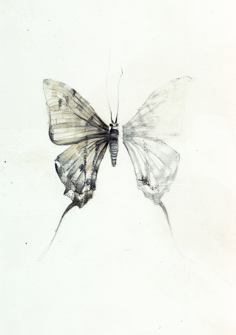 Nicola Oliveri - Insecta