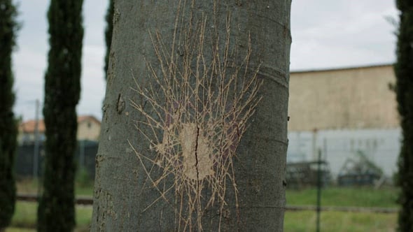 Memories in Stone: a Screening