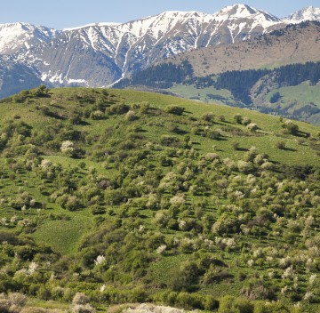 Le foreste dei meli selvatici del Tien Shan