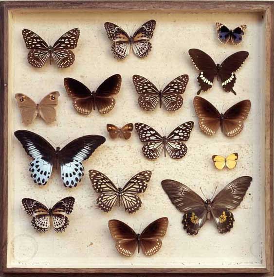Le farfalle di Guido Gozzano