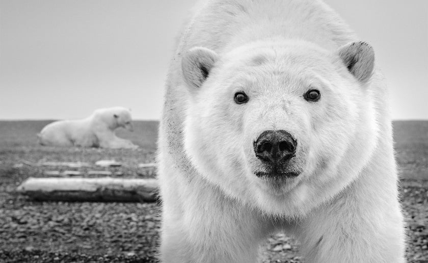 David Yarrow – Nella natura selvaggia