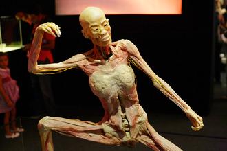Human Bodies. The Exhibition