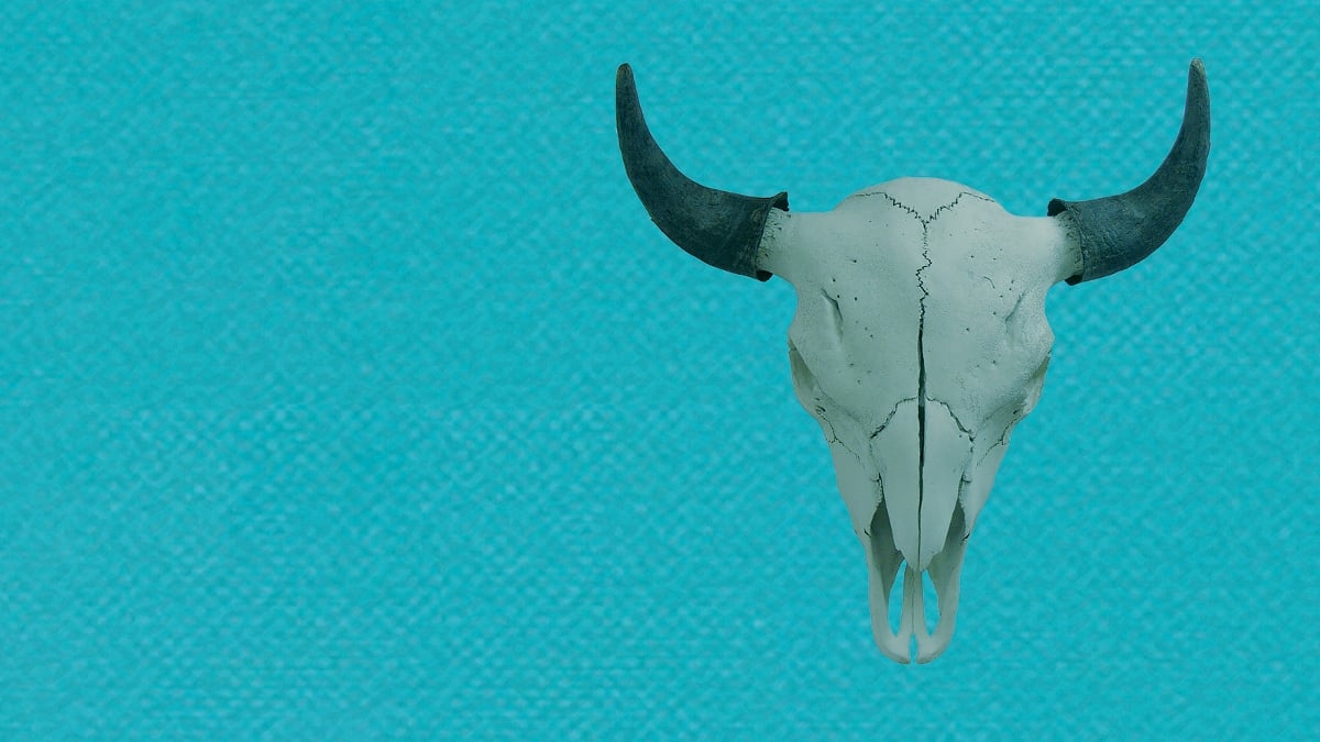 Buffalo | Artribune