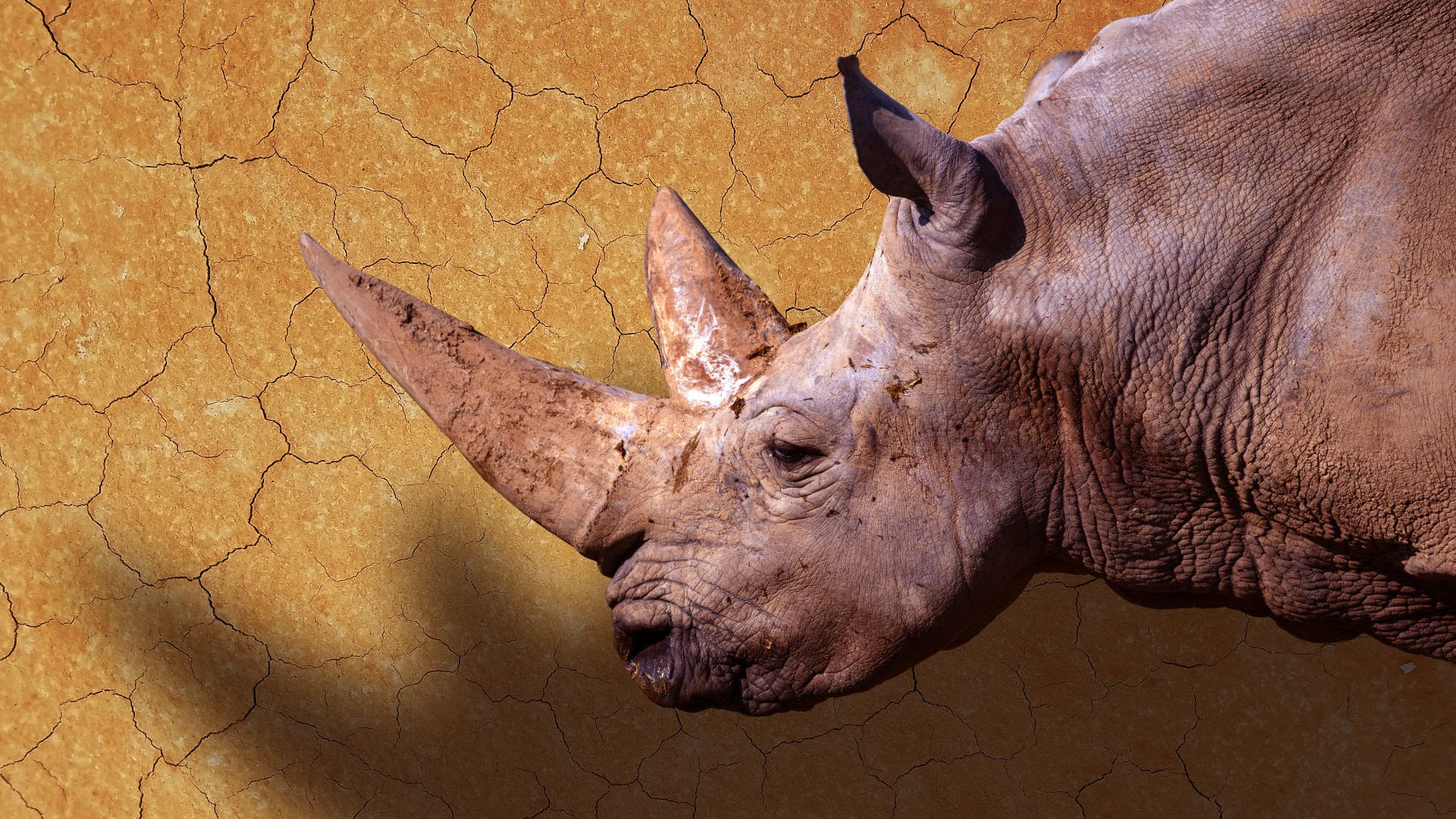 L’ombra dell’unicorno. Il rinoceronte tra passato presente e futuro