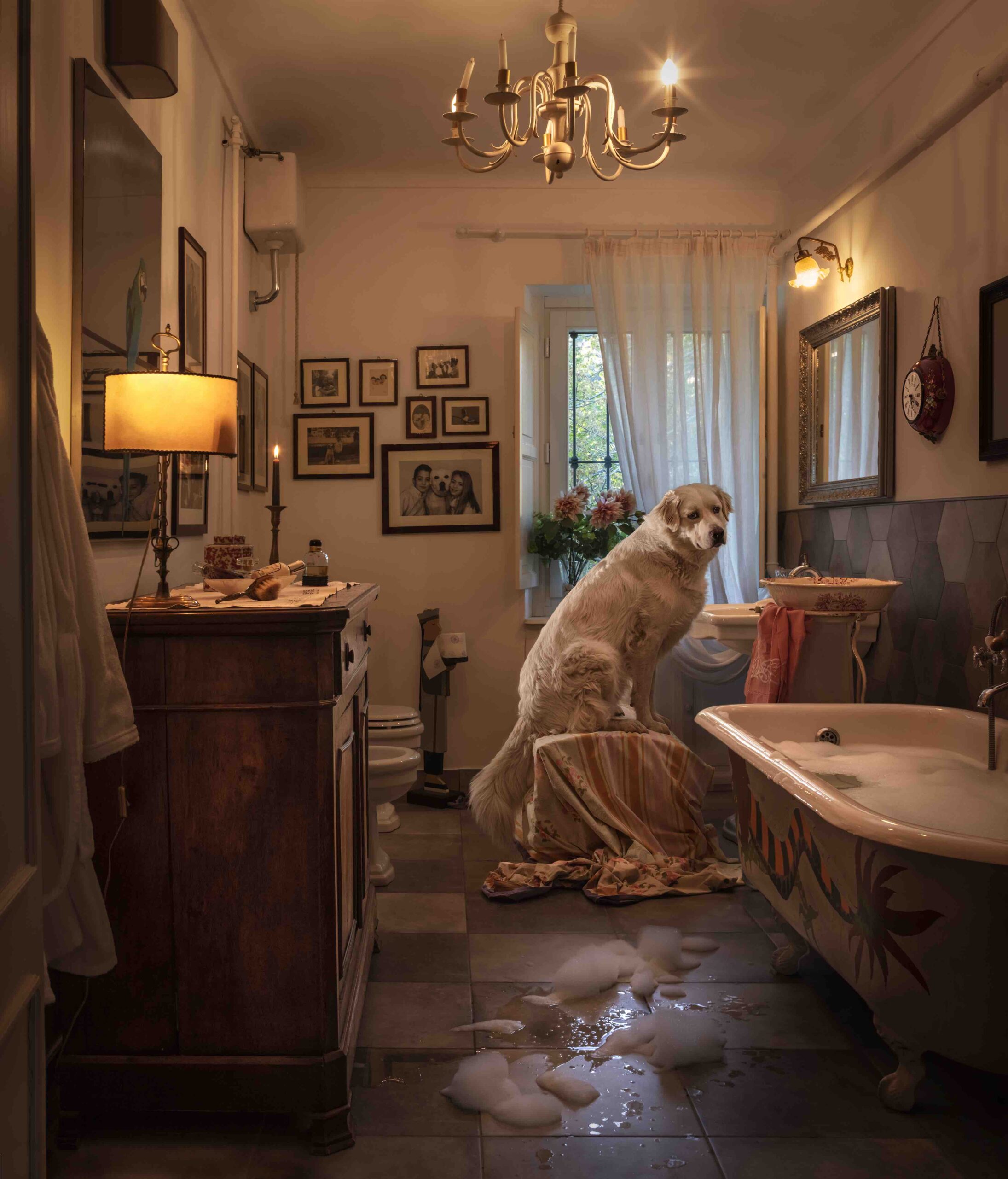 Francesco Pergolesi - Divas Dog Portraits