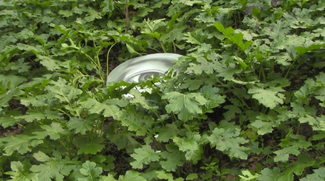 Il sogno verde