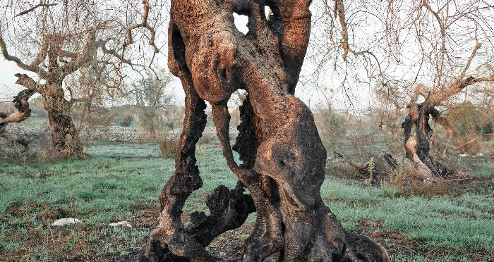 Edward Burtynsky – Xylella Studies